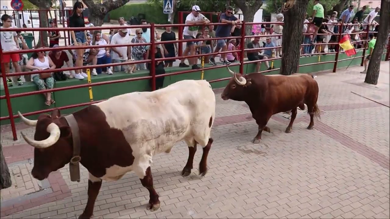 EL CASAR DESFILE DE PEÑAS Y ENCIERRO 2025. SPS Solito Producciones Spain.