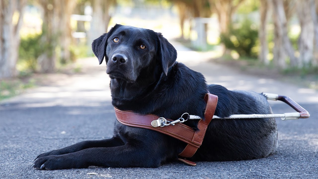 Meet Suzie and her Guide Dog, Luna
