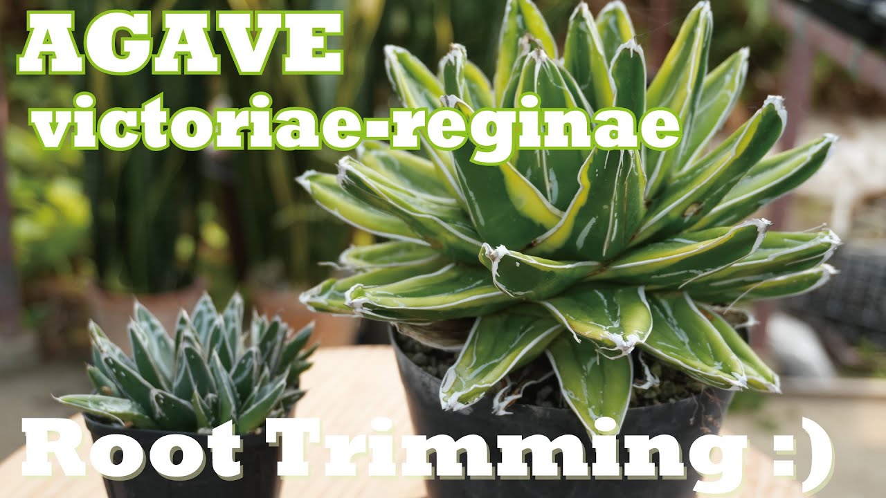 Trimming roots: Agave victoriae-reginae 初心者でもわかる、笹の雪の根の切り方！