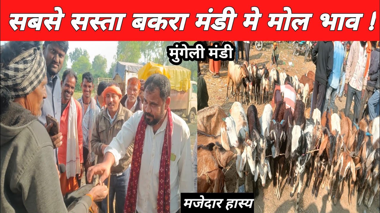 भारत सबसे सस्ते मंडी मे बकरियो का मजेदार हास्य मोल भाव देखिए #mandi  #goatmarket #mungelibakramandi