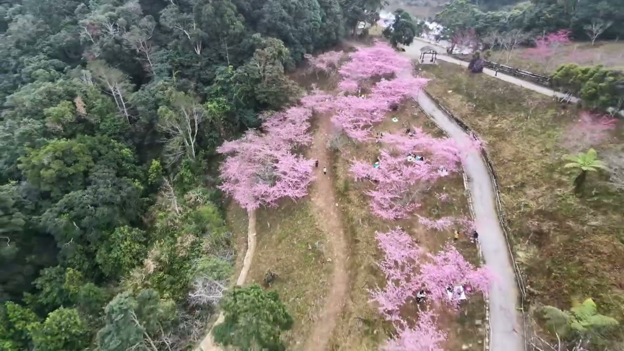 寶來櫻花公園&六龜大佛溫泉♨️之旅