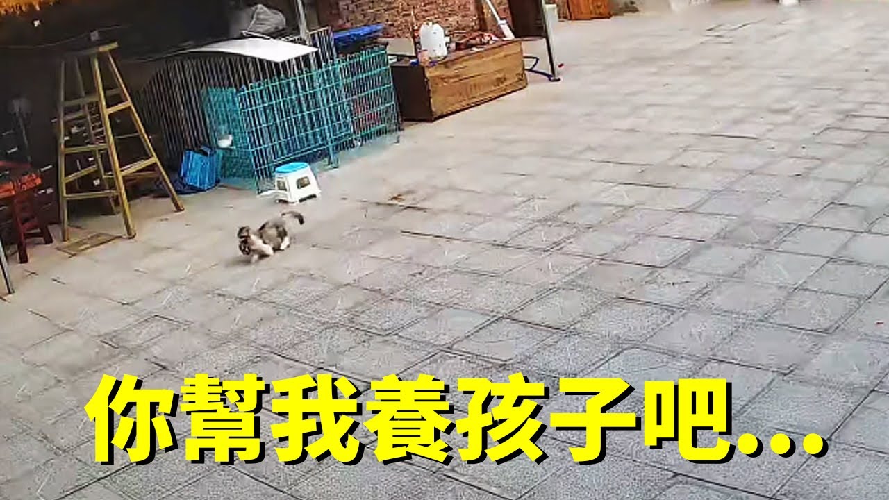 流浪貓媽媽非要把孩子送給我，勸都勸不住...