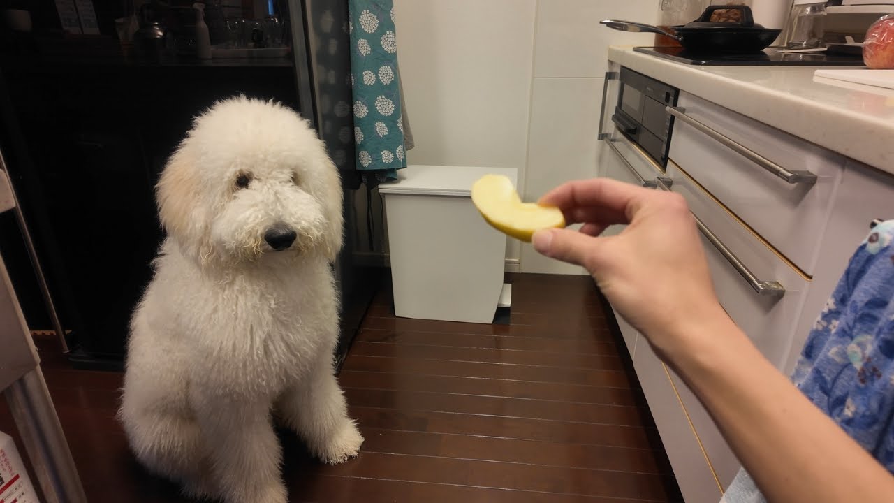 まろに高級りんご食べさせたら可愛すぎた！