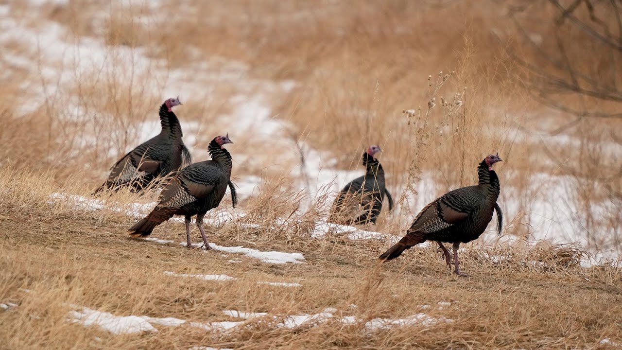 Spring Turkey Season Preview 2026 - NDGF - 01-29-2026