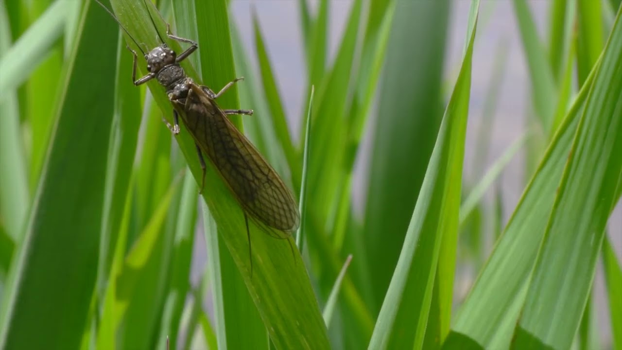 Plecópteros, (orden Plecóptera)