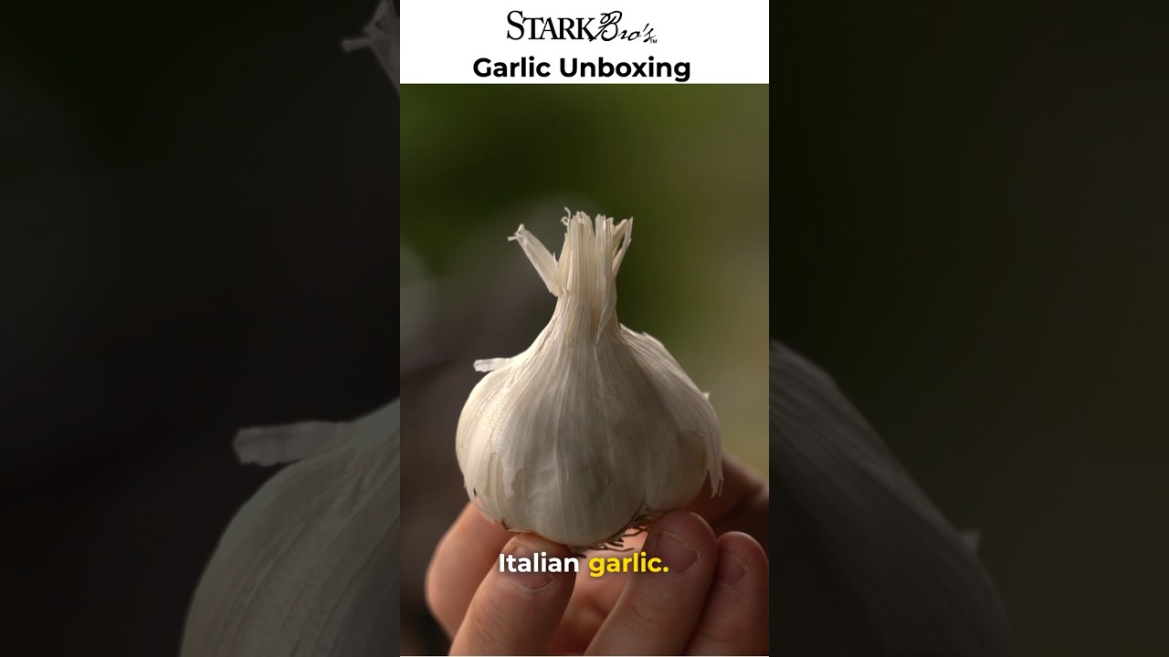 🧄 Garlic Unboxing #gardening #diygardening #shorts #garlic #garden #howto