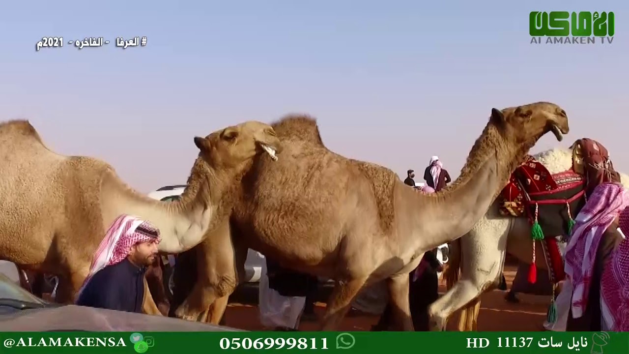مسيرة ( العرفا ــ الفاخره ) لرجل الأعمال ومالك الإبل مهنا إبراهيم المزروعي العنزي