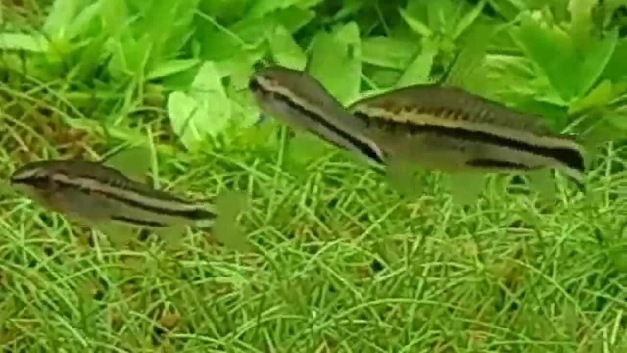 Reproduction / Breeding Corydoras Pygmaeus, Pygmé, Pygmy