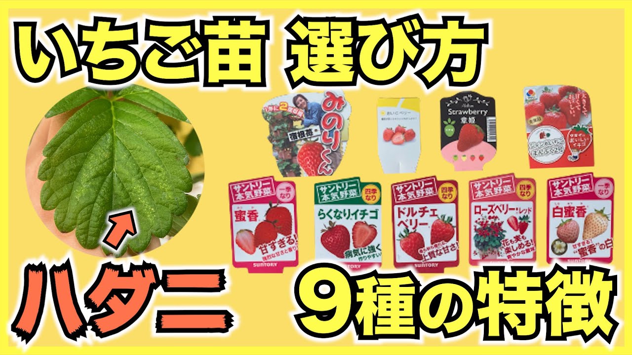 【家庭菜園のイチゴ】ホームセンターで苗を選ぶ方法と品種の特徴、病気と害虫の見つけ方【10月に植えよう】