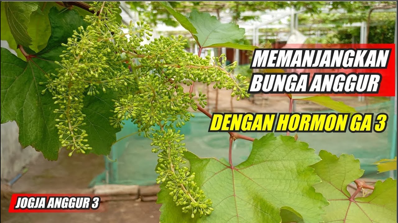 MEMANJANGKAN BUNGA ANGGUR DENGAN HORMON GA3