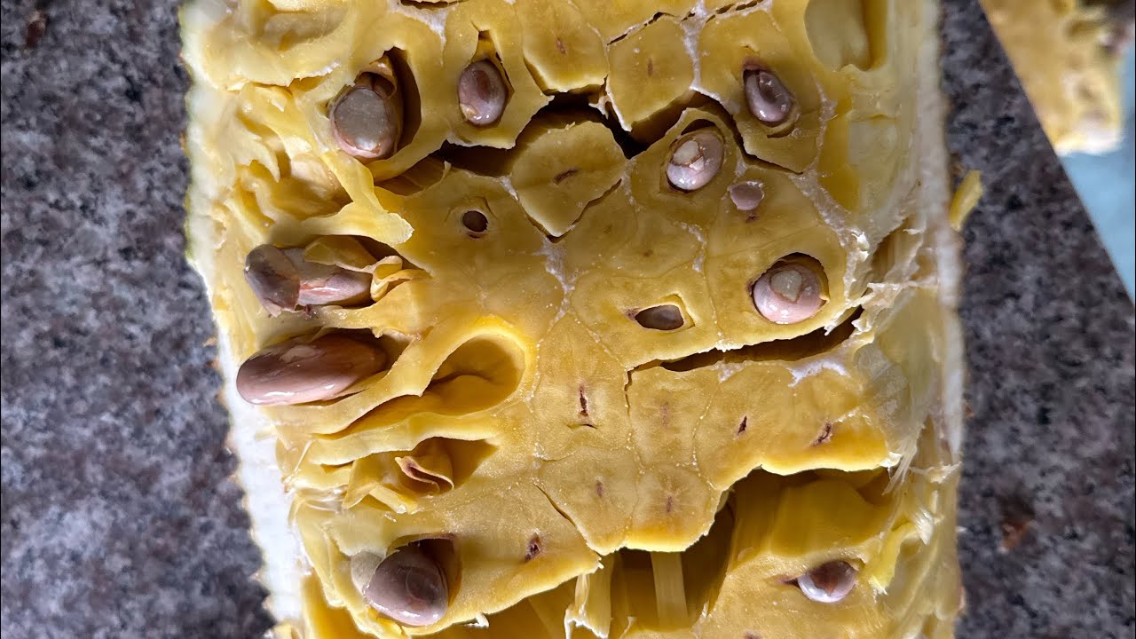 i grew a 39lb jackfruit lets open it