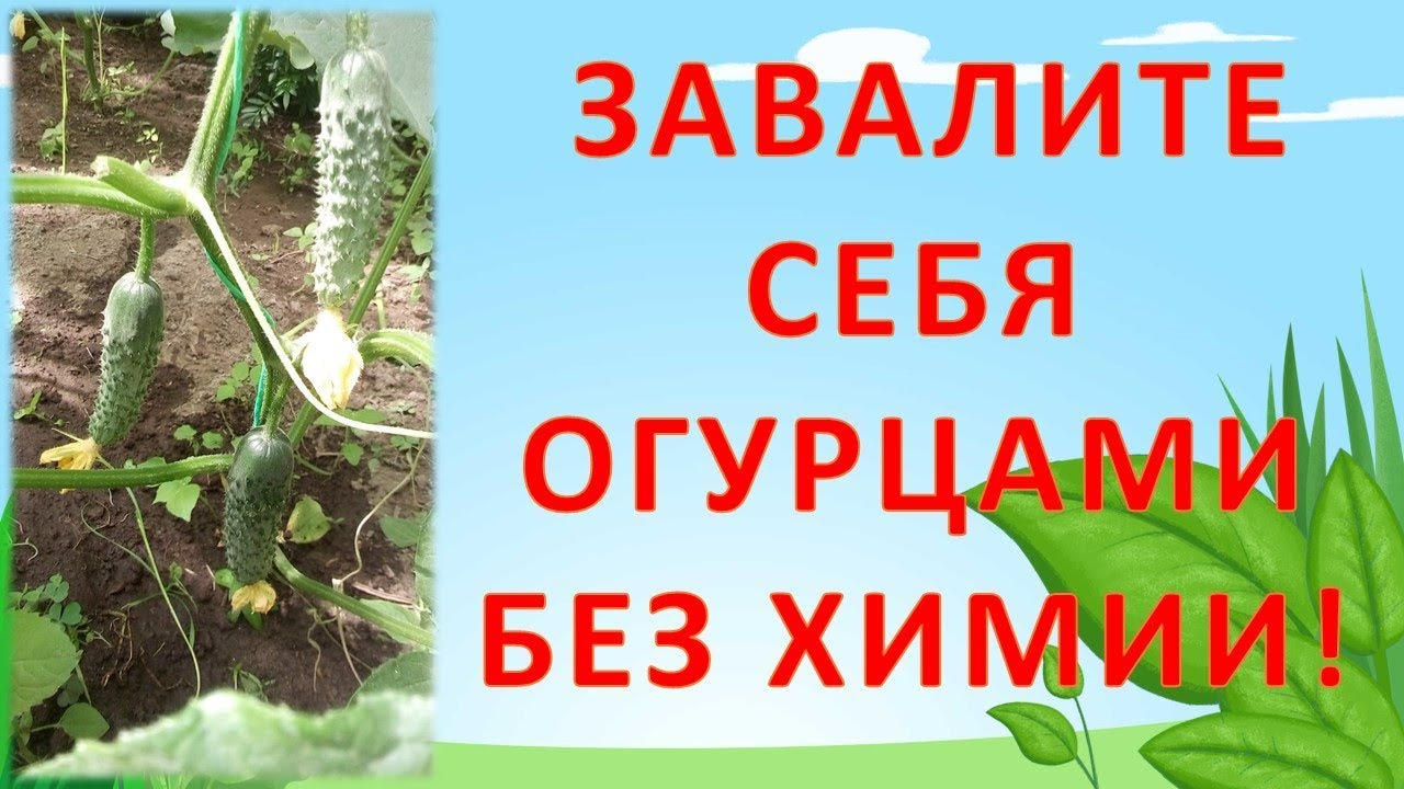 КАК ЗАВАЛИТЬ СЕБЯ ОГУРЦАМИ БЕЗ НИТРАТОВ И ВСЯКОЙ ХИМИИ Как выращивать огурцы  #garden
