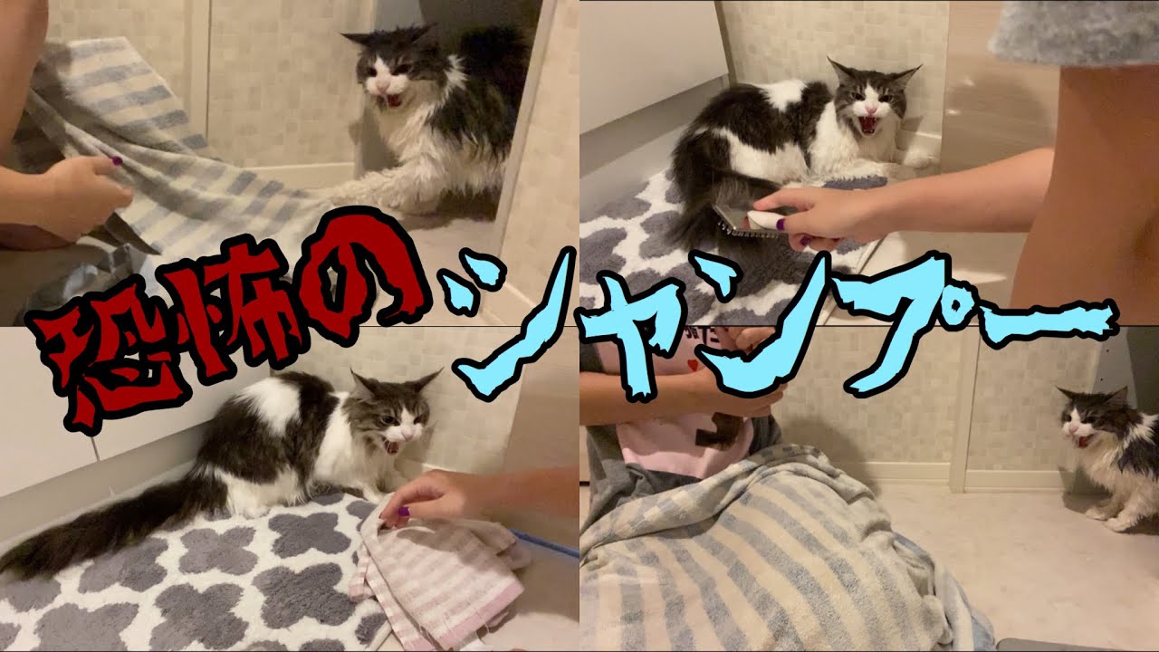 短気な猫をシャンプーしたら予想以上にキレられました…