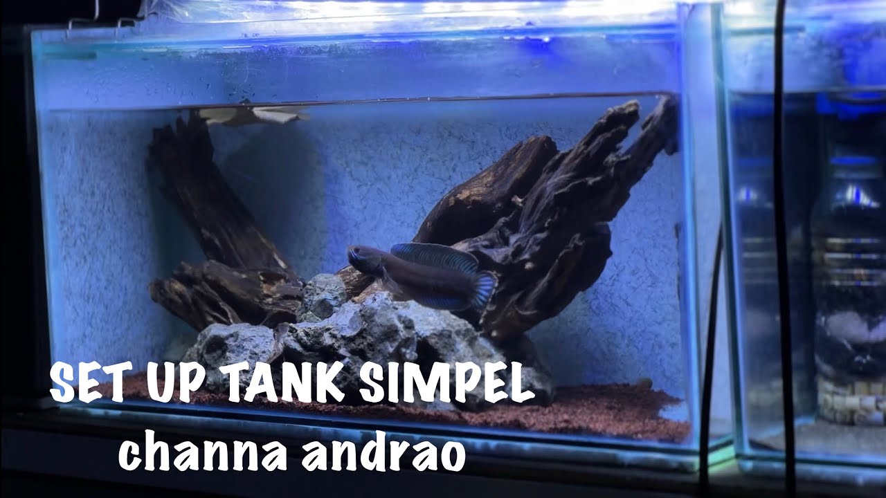 settingan tank ikan channa andrao gondrong 