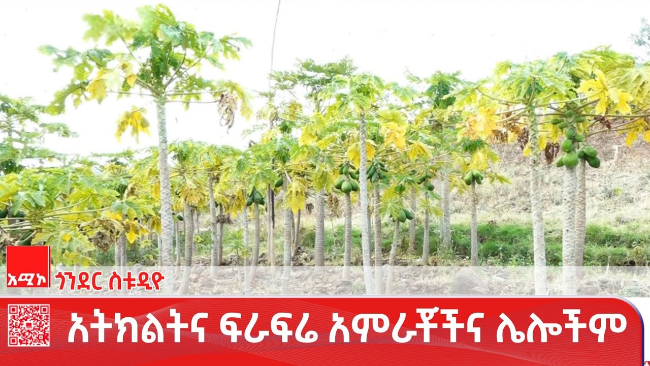 ጎንደር ስቱዲዮ ዜና: የካቲት 10/2018 ዓ.ም (አሚኮ) #ዜና #አሚኮ