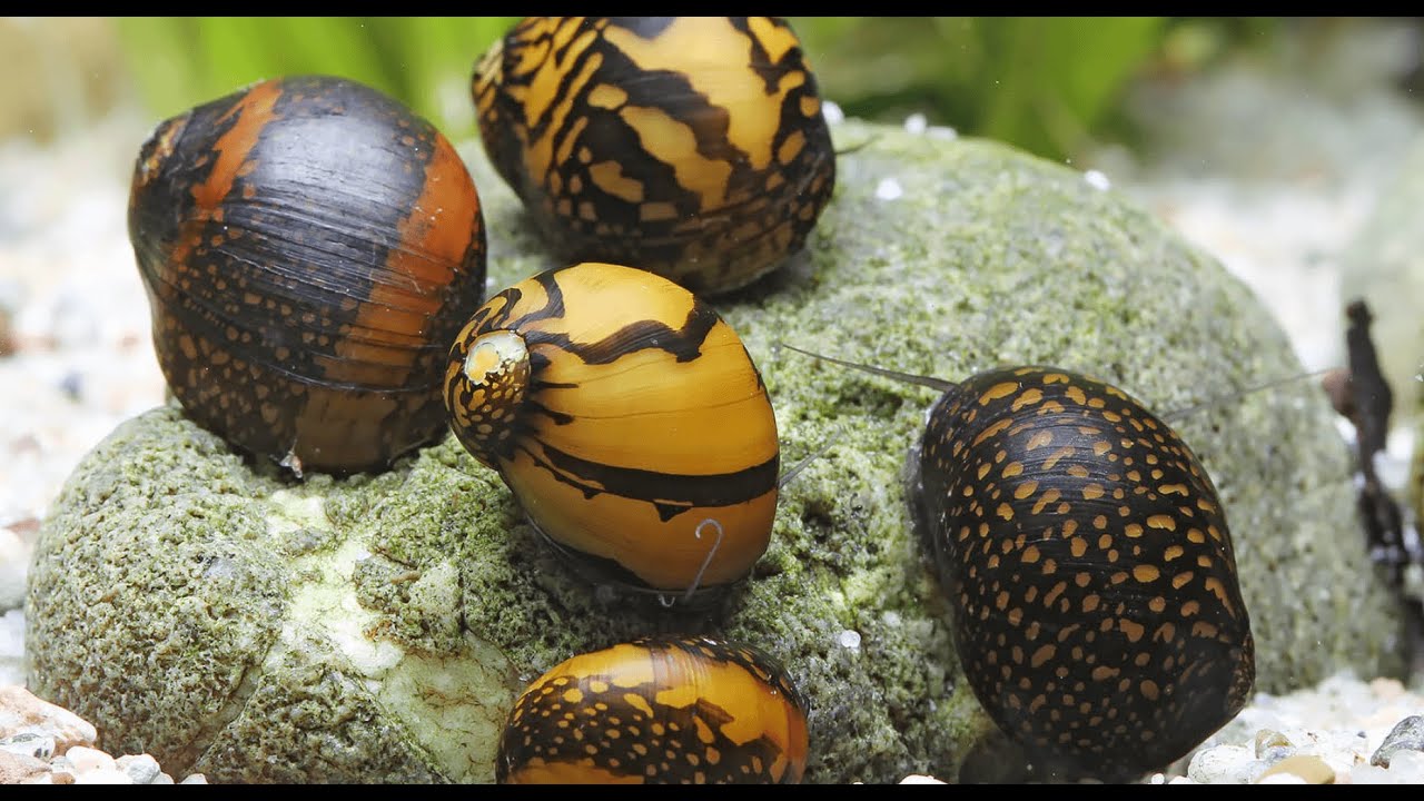 Algen im Aquarium bek&auml;mpfen mit BATIK Schnecken! - Artenvorstellung