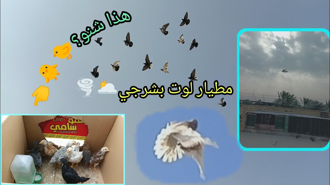 مطيار لوت بشرجي🌥🌪صورت تفاصيل السطح بل كامل 👍😍٣١ يناير ٢٠٢٦