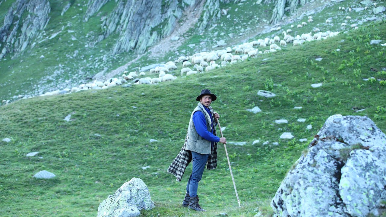 Ciobanitul oilor in Muntii Cernei