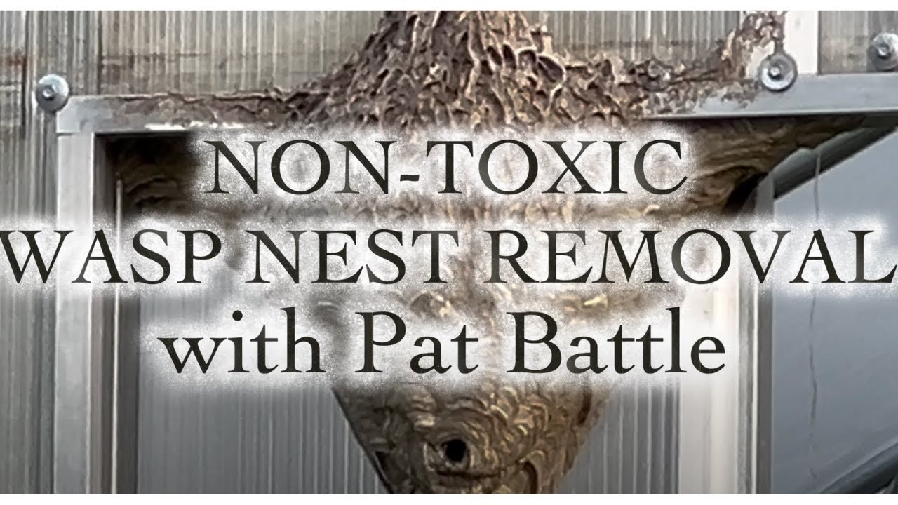 Non-Toxic Wasp Nest Removal