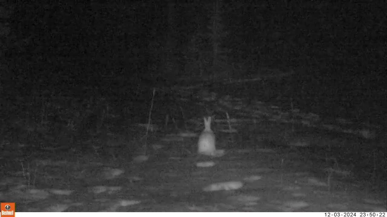 Snowshoe Hare in the Snow