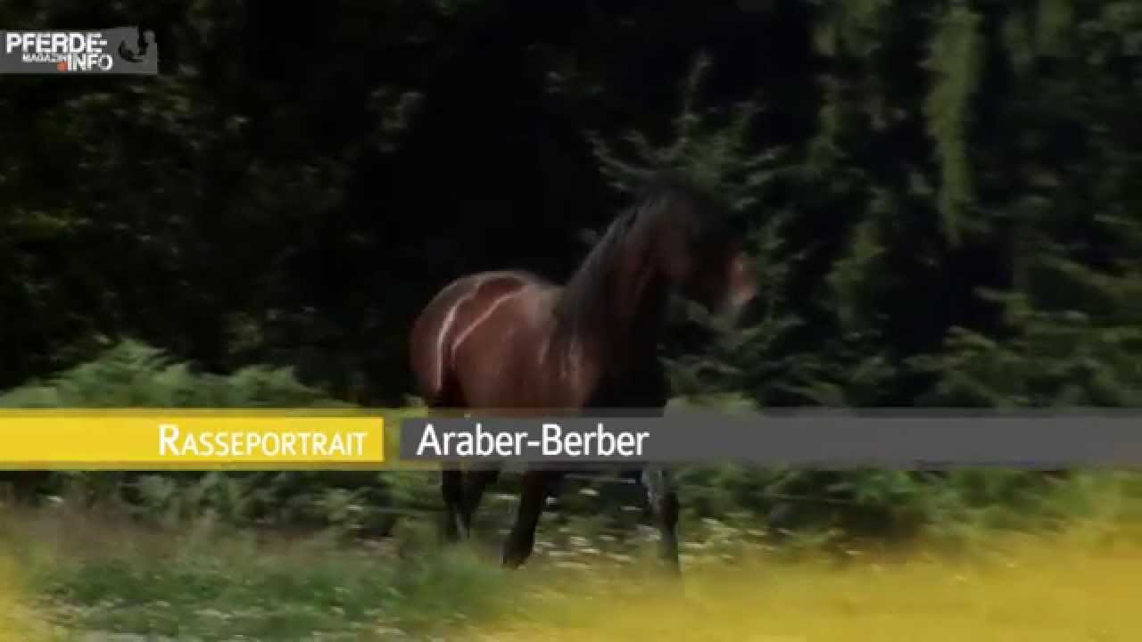 Der Araber-Berber im Portrait (www.pferde-magazin.info)