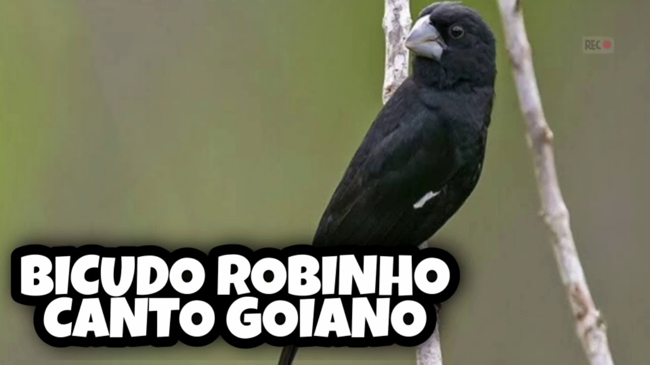 CANTO DO BICUDO-CANTO PARA ENCARTE DE FILHOTES