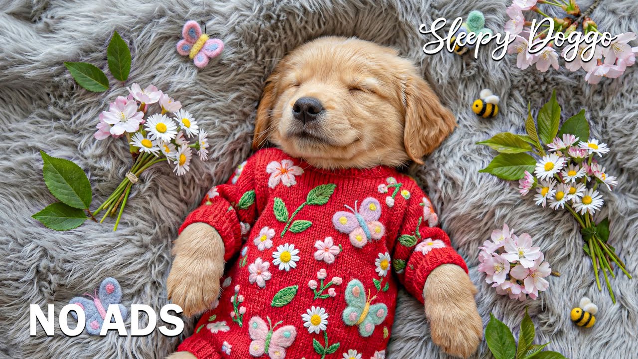 12 часов музыки для успокоения собак 🐶💖 Релаксация для собак 🌸 Музыка от тревоги разлуки 🎶