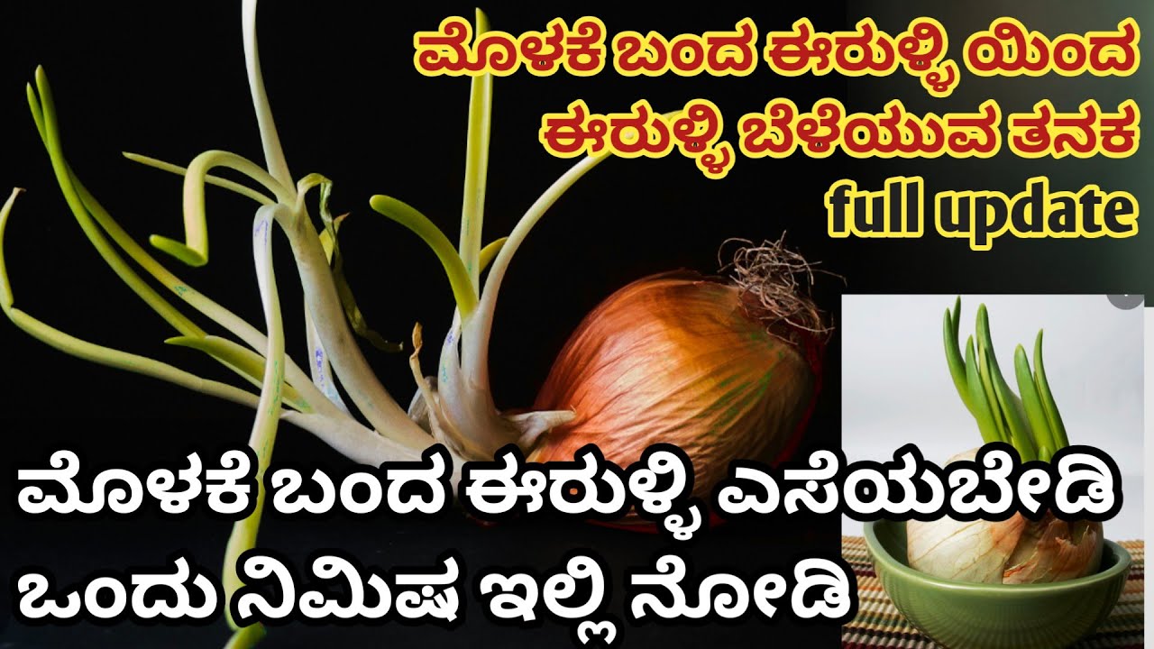 ಮನೆಯಲ್ಲಿ ಮೊಳಕೆ ಬಂದ ಈರುಳ್ಳಿ ಇದೆಯೇ..?  ಎಸಿಬೇಡಿ..!! ಹೀಗೆ ಮಾಡಿ #onion #pot #growing