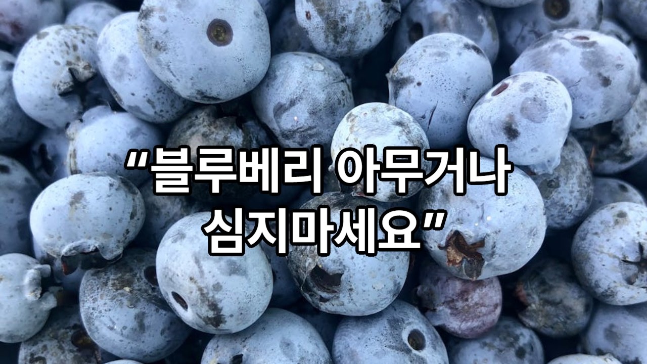 블루베리 심기 전 반드시 보세요