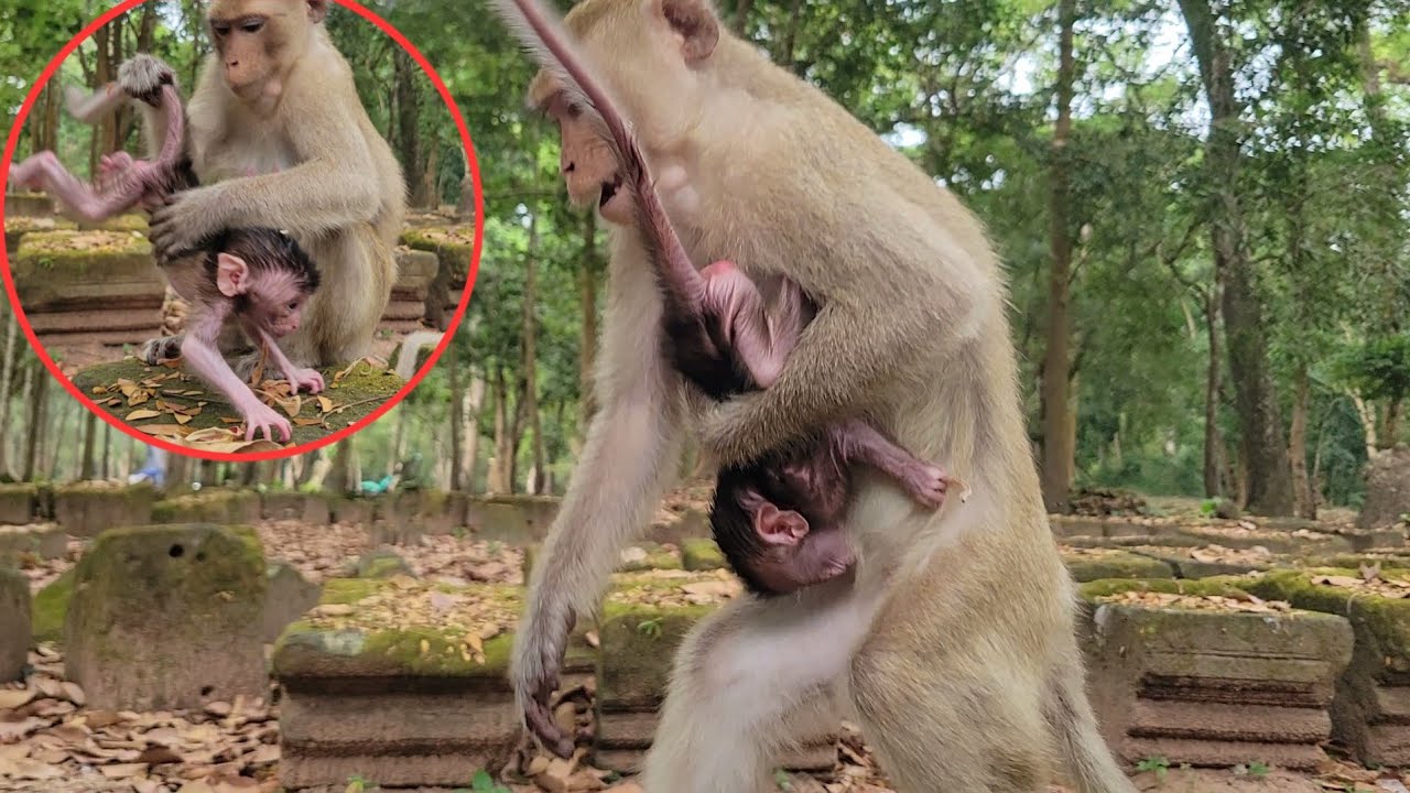 Nice videos of the young mother monkey Elpida and newborn baby monkey Evian