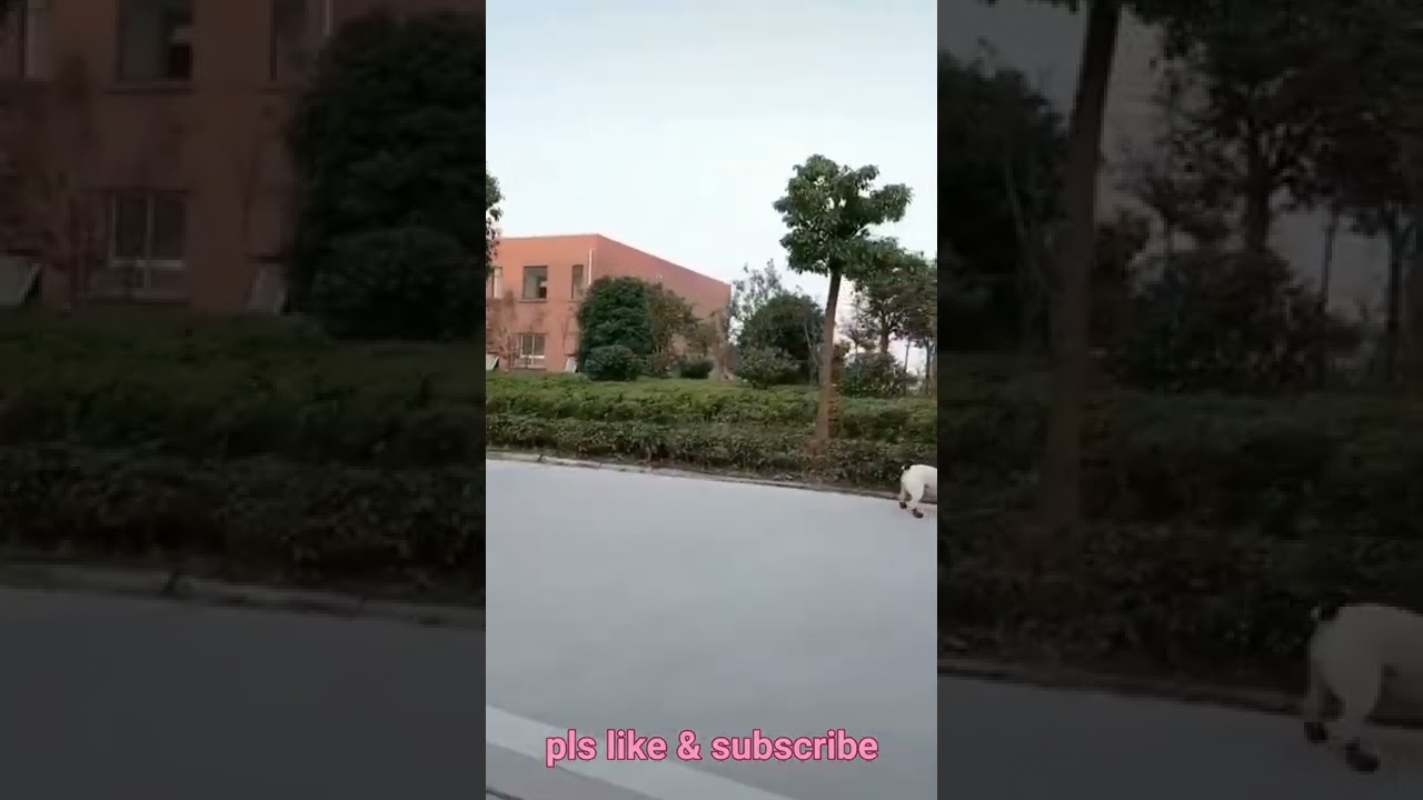 cute animals