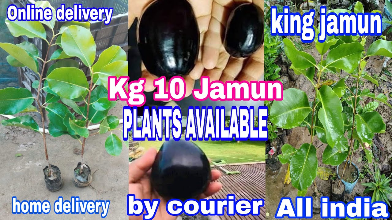 Thai king jamun Thailand variety.