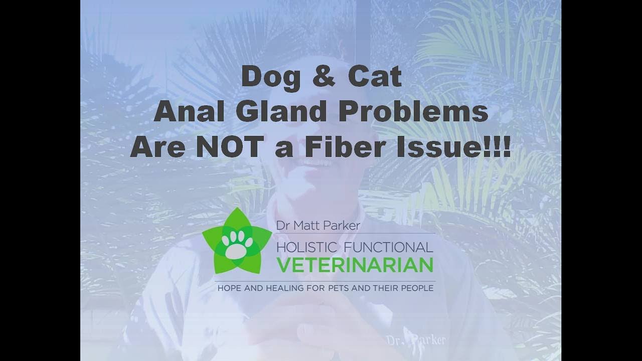 Dog & Cat Anal Gland Problems Have Nothing to do with Fiber!