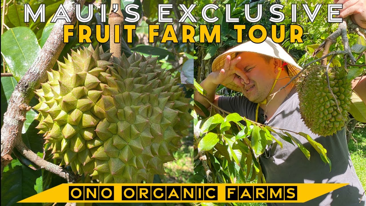 Maui's Best Private Exotic Fruit Tour | Ono Organic Farms | Gordon Ramsey's Experience