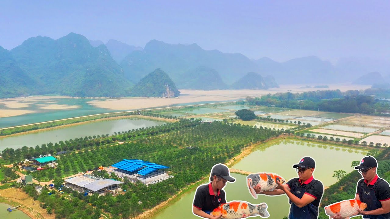 The BIGGEST KOI FARM in Vietnam, Quhaku Koi Farm 2025 Update | New Mud Ponds & Koi House Expansion