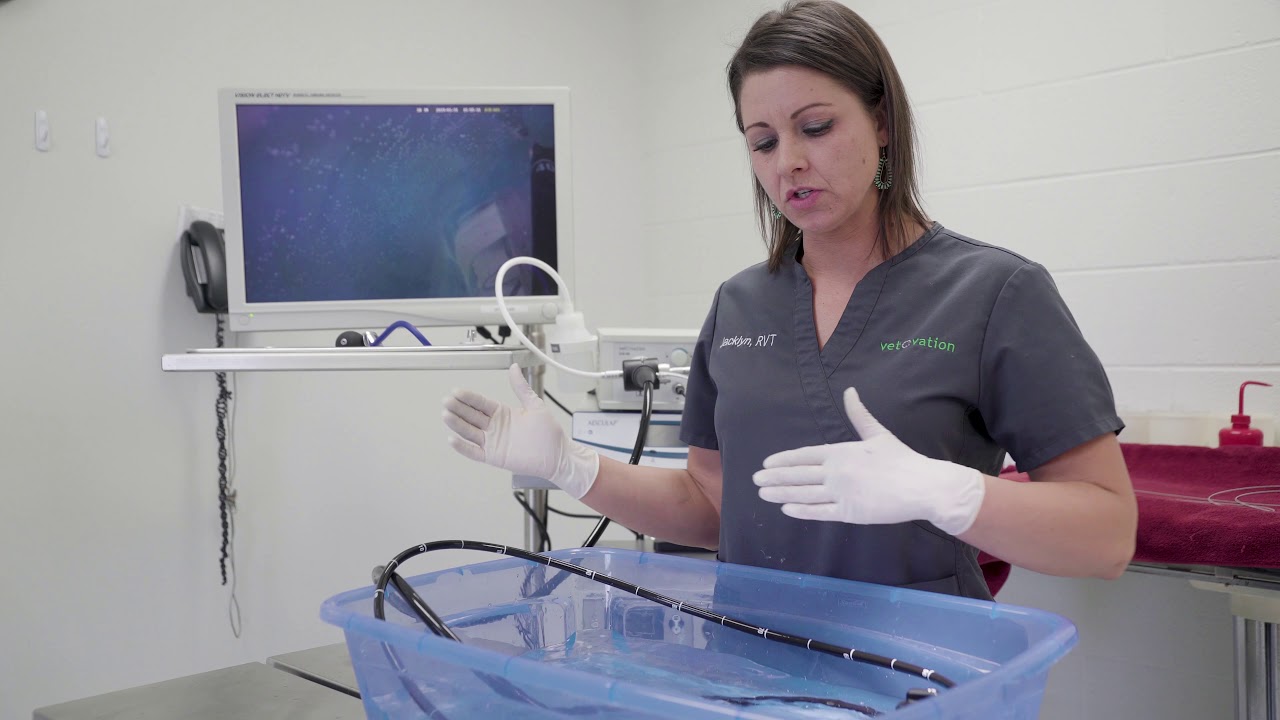 Gastroscope set-up and cleaning guide by VetOvation