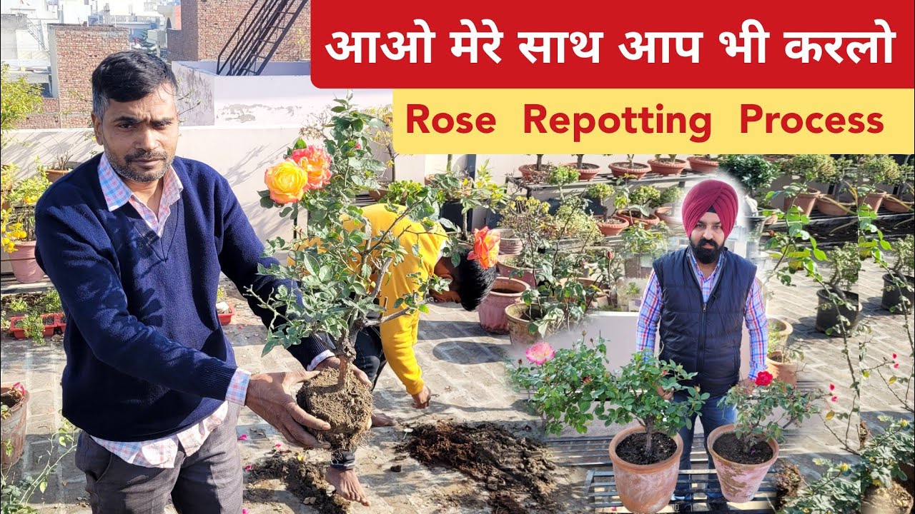 फरवरी से पहले मेरे साथ आप भी करलो Rose Repotting , Rose soil mix, Rose plant care, Rose growing tips