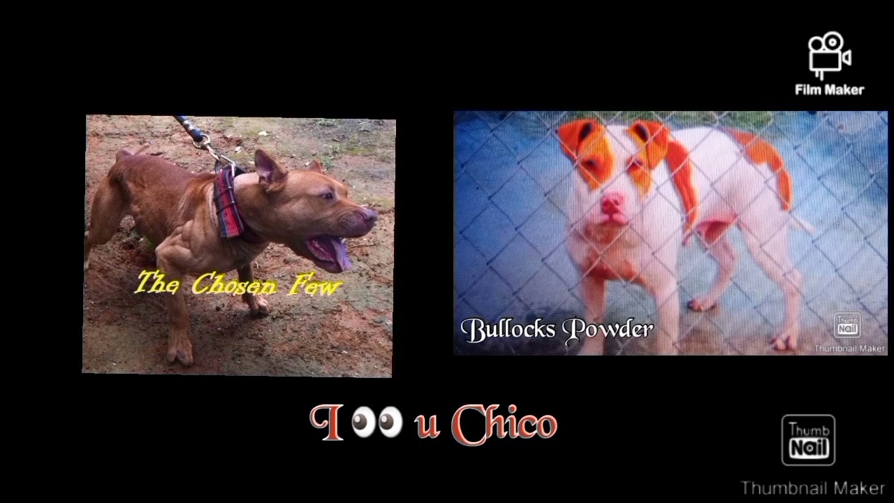 Исторический бассовский бродяга Рыжий мальчик, часть 2 #apbt #apbtlove #apbtlife