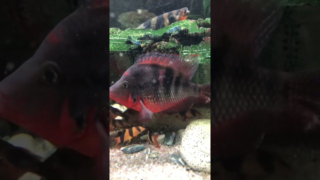 The 8 year old fire mouth still going strong #tropicalfish #fish #clownloach