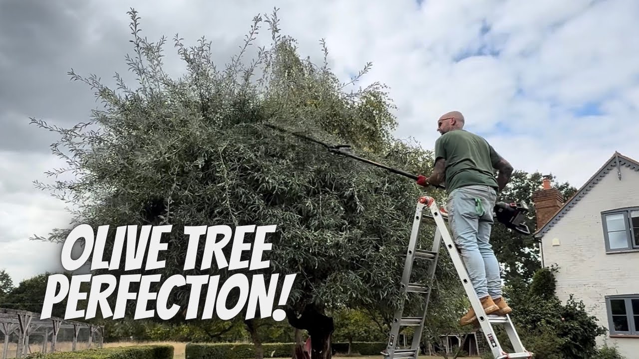 How to SHAPE UP an Olive Tree