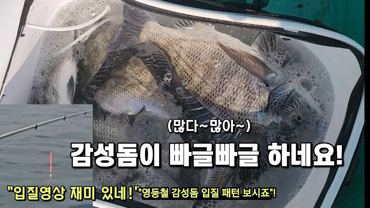 여기는 감성돔이 빠글 빠글 하네요~입질 영상 한번 보세요(잼나네요)~입질 패턴잡기