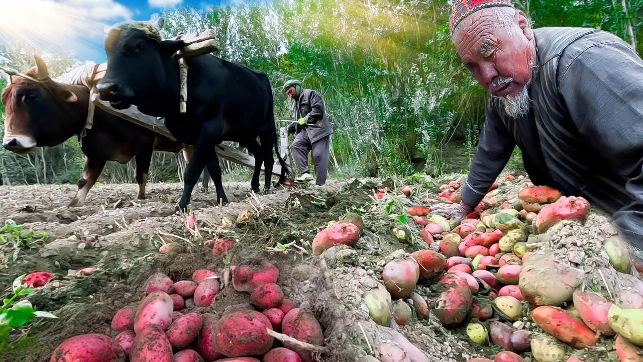 The Most Isolated Family in Afghanistan – Living Beyond Civilization | Potato Harvest in the Old Way