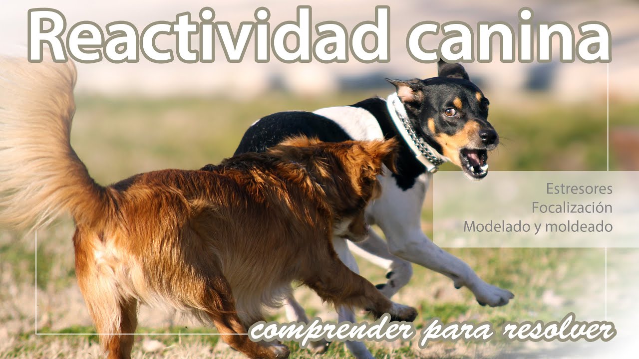 Tratamiento y comprensión de la reactividad canina (parte 2)
