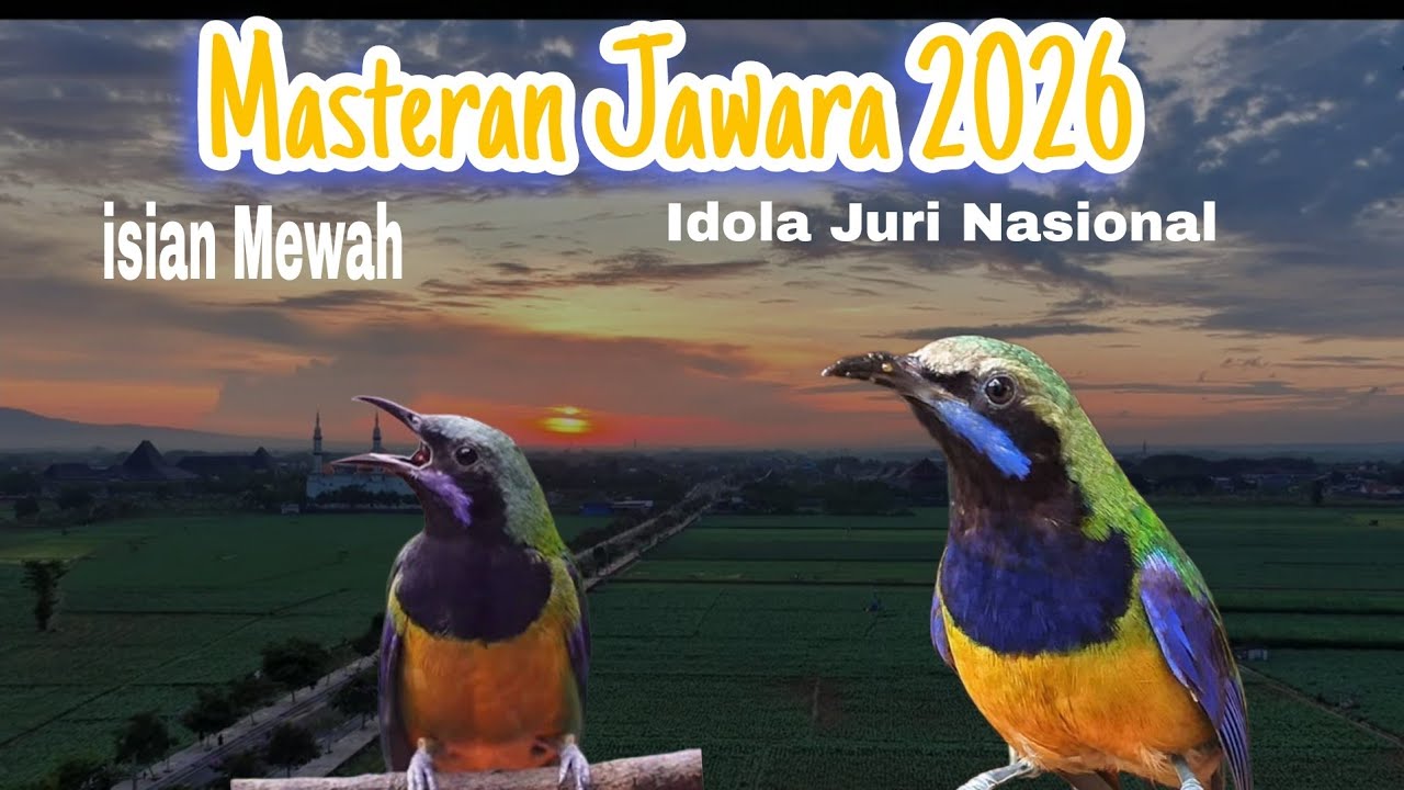 Masteran Jawara📍Burung Lomba || Selera Juri Nasional || Full Speed, Tembakan Rapat , 