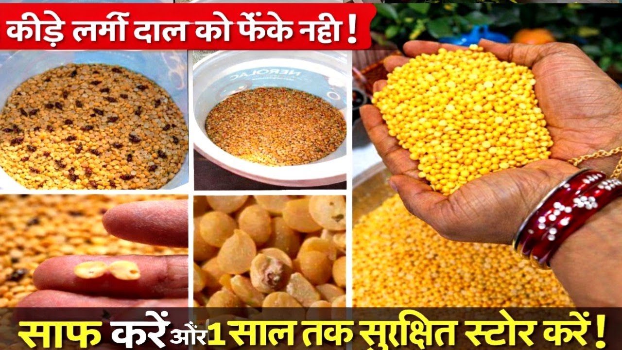 कीड़े लगी दाल को फेंके नहीं! 😳 साफ करने और 1 साल तक सुरक्षित स्टोर करने का पूरा तरीका #forBeginners