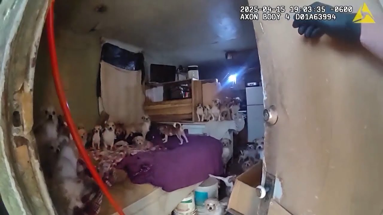 First confirmed dog death from Utah animal hoarding case