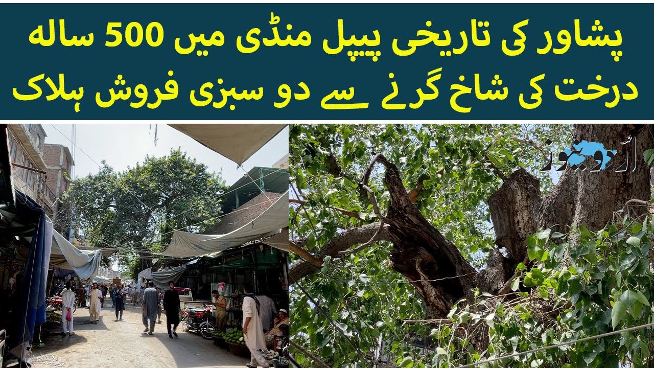 Peshawar: 500-Year-Old Tree Branch Falls, Kills Two Vendors in Pipal Mandi