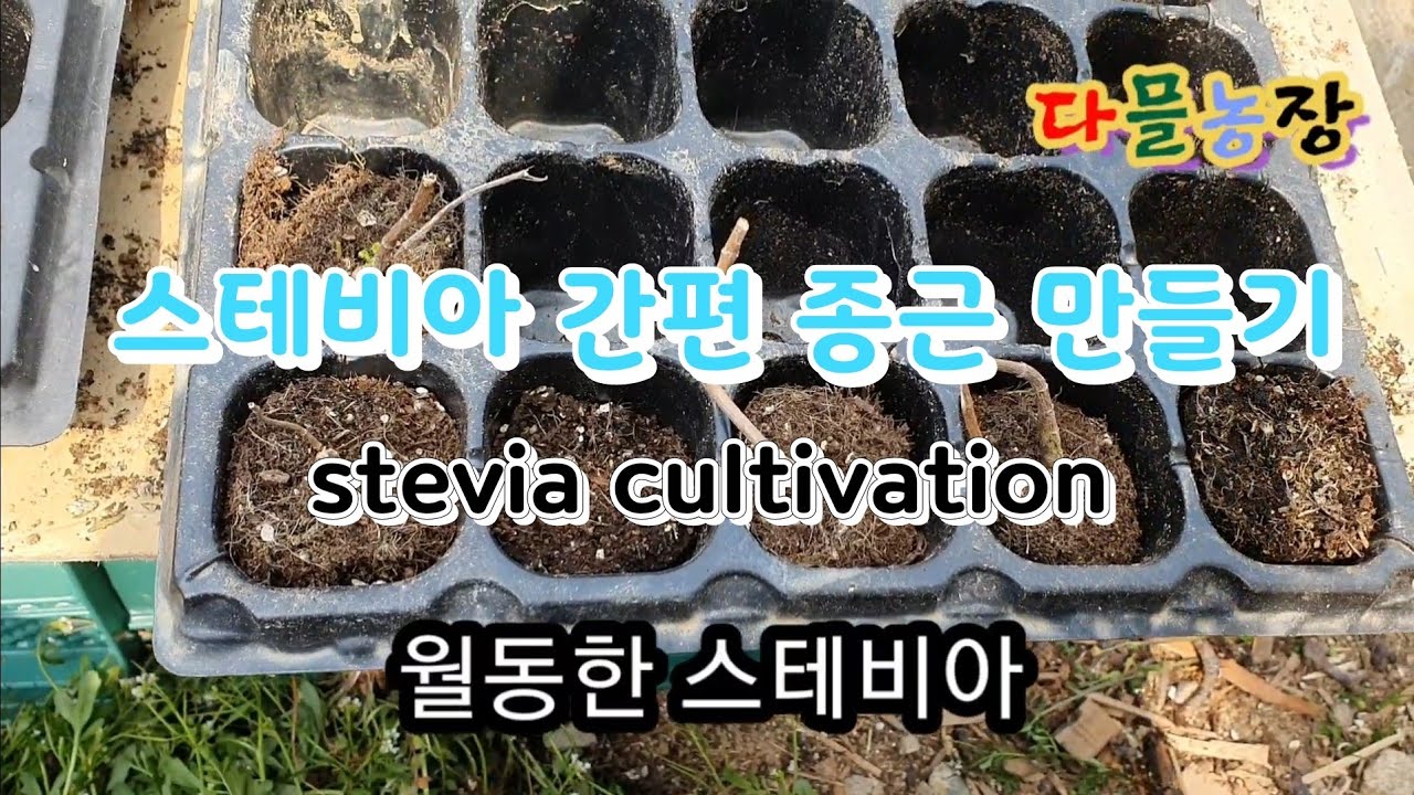 스테비아 재배 간편 월동 종근 만들기(stevia cultivation)