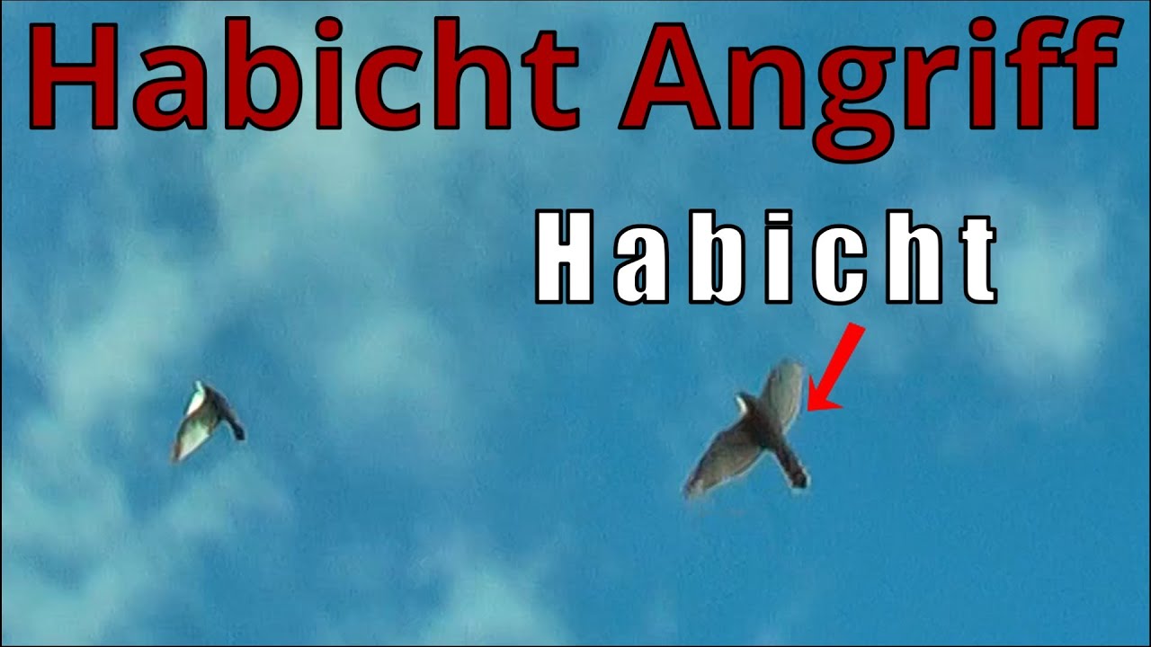 Habicht vs Taube |Raubvogel taucht am Himmel auf und die Jagd beginnt