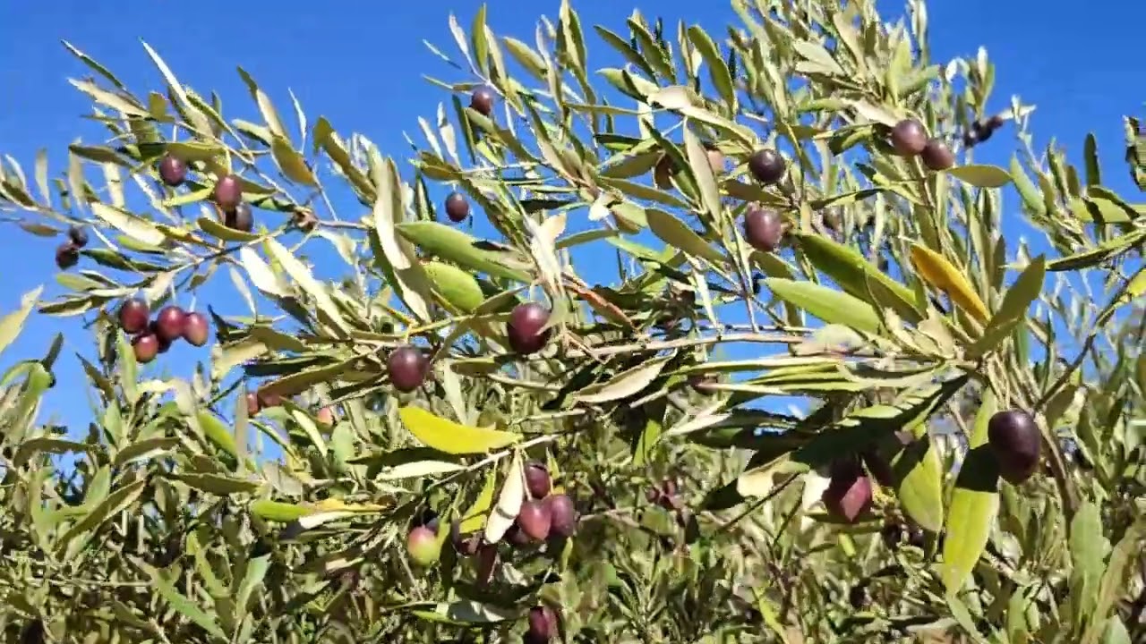 إلى الجبل مباشرة بعد العطلة